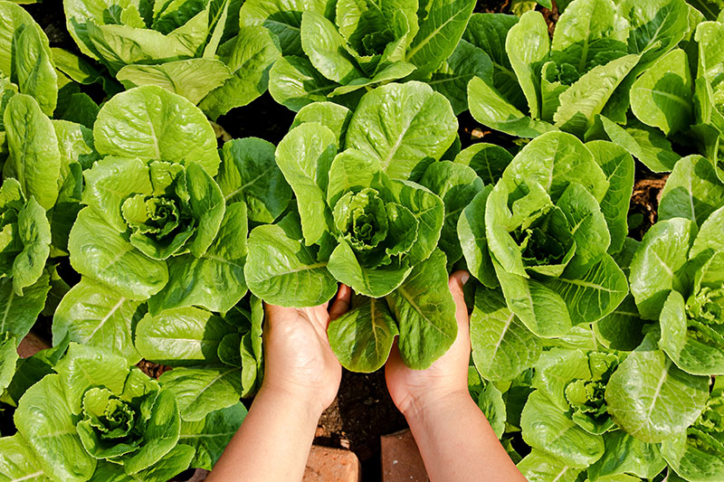 Home Garden in Silver Spring